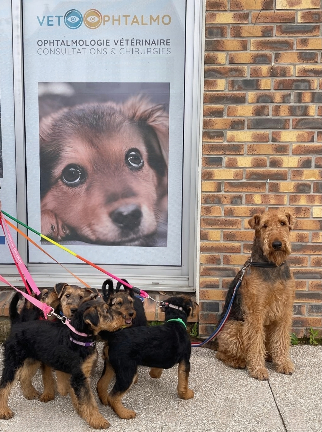 photo-chiots-mhoc photo-chiots-mhoc